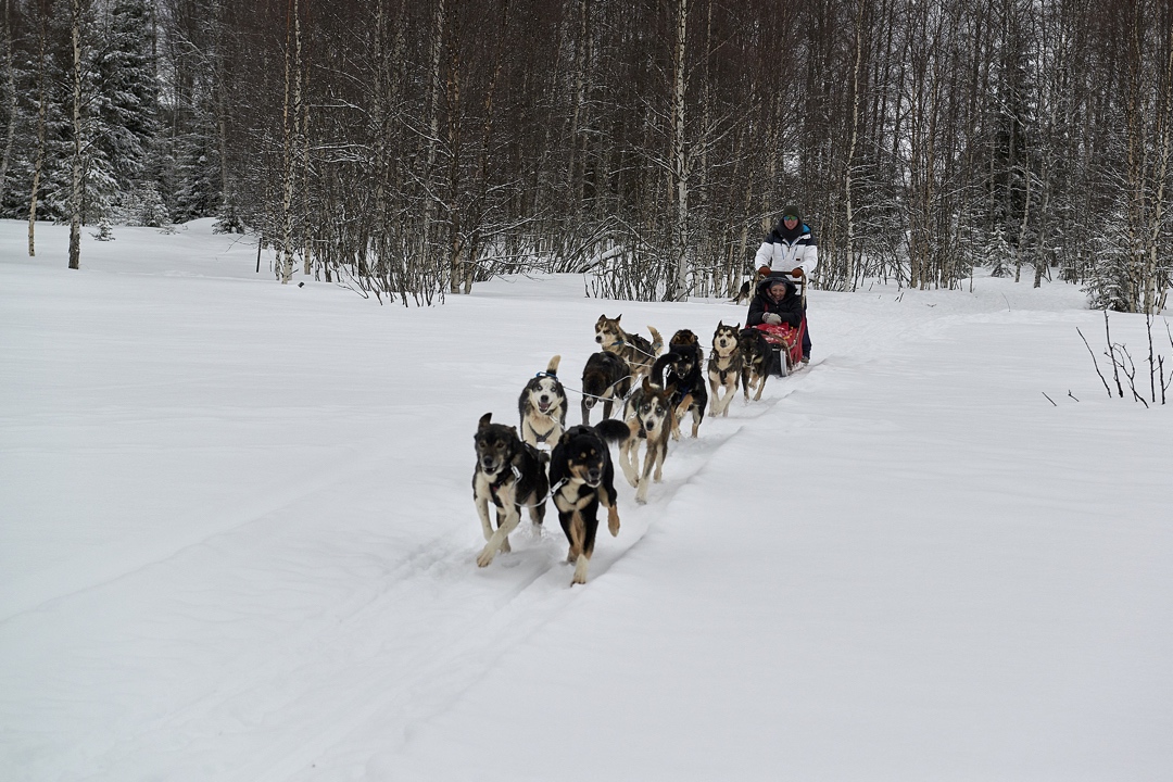 Dogsledding Brandon Lodge