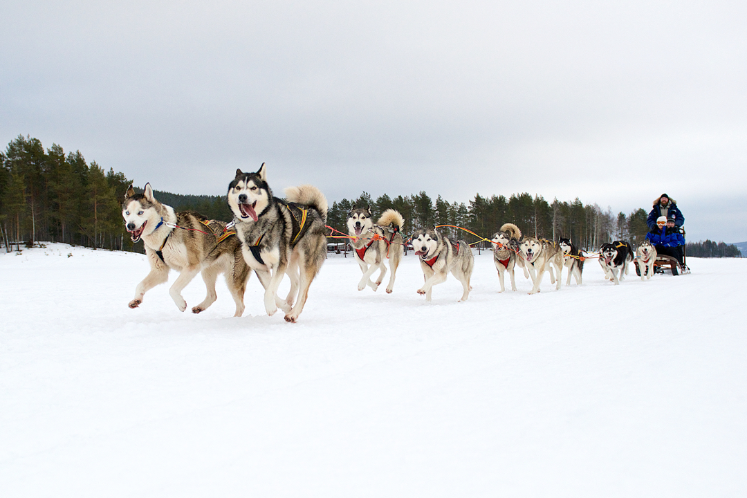 Sorbyn Lodge Dogsledding