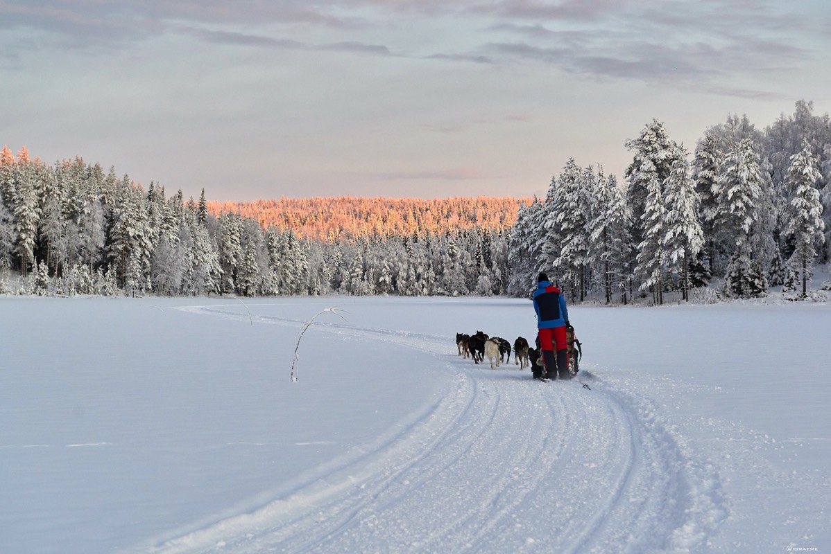 Arctic Retreat Dogsledding