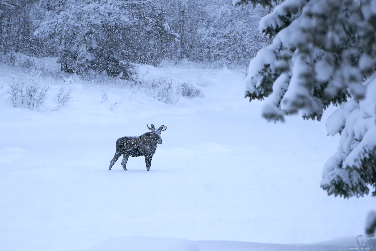 Arctic Retreat Wild Life